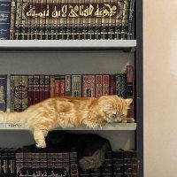 𓂆 سُندس وِصَال (@snds_ouissal) 's Twitter Profile