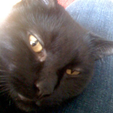 ShadowCat314's profile picture. I'm Valerie's cat. I like massages and laser pointers. And tuna. Lots of tuna.