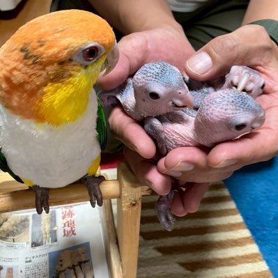 SiroharaPorte's profile picture. 愛知県でシロハラインコ専門のブリーダーをしています。動物取扱業の登録（第020933号）を取得し、安心・安全なブリーディングを心がけています。 シロハラインコの愛らしい性格と美しい姿に魅了され、健康で人懐っこい子たちを育てています。詳細はDMでご連絡ください。