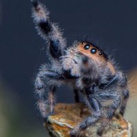 🦑 (@_eyom_) 's Twitter Profile