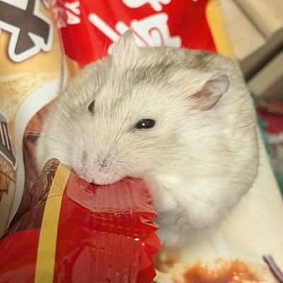 ※ソシャゲ由来の隠居垢。ハム愛でてお笑い見て原神しかしてない。アウトプット欲は仕事で尽きている。写真はプディングハムスター、コードネームは現在非公開。フォロー返し不要です。されても絡みある人以外は削除させてもらってます。鍵の期間多し。