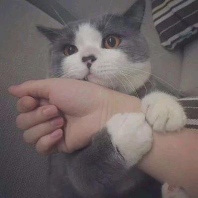 dvmsajHdoyCZUMk's profile picture. 