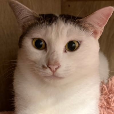 大阪・中崎町にある完全貸切個室型保護猫カフェのスタッフななみです🎀 猫ちゃんたちの日常をお届けします^⁔ ܸ. ̫ .⁔^ 💖{@V_SweethomeU}{@Uriel0707Uriel}