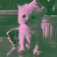 liaa. (@orchpid) 's Twitter Profile