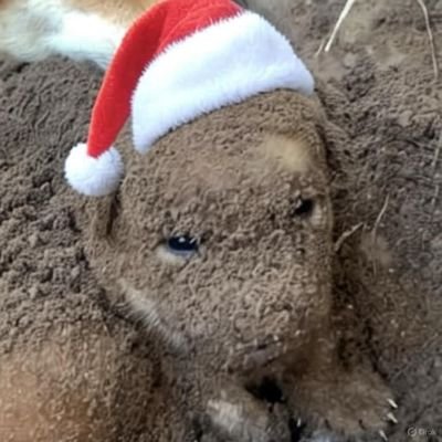 DogWasher467's profile picture. 