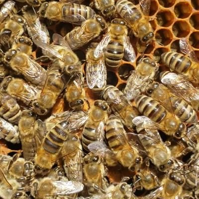 TheHoneyBeeDude's profile picture. 