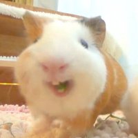 리밋걸린쿨쿨이야 날받아줘 (@coool03coool03) 's Twitter Profile