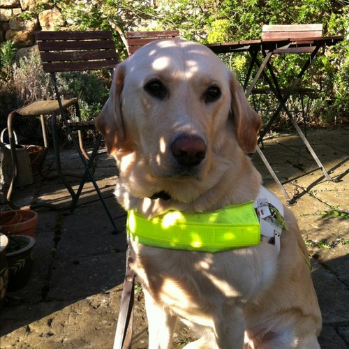 My name is Kimmy i am 8, I am a golden labrador cross retriever with a happy smiling face