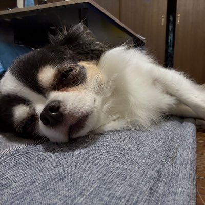 hayabusa5902's profile picture. バイク.犬🐕 自然 歴史