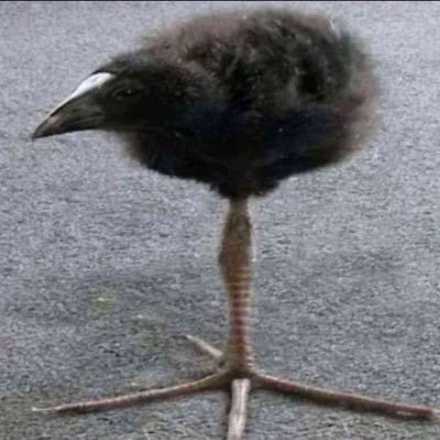 kelliestolerei's profile picture. free palestine 🇵🇸 he/they 📸 priv: @boyrizzer 🪃 ‼️only use my art with Permission or crediting. please do not repost to other sites