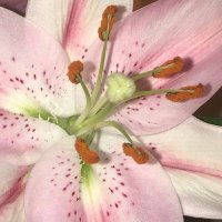 🎀 (@gwitokk) 's Twitter Profile