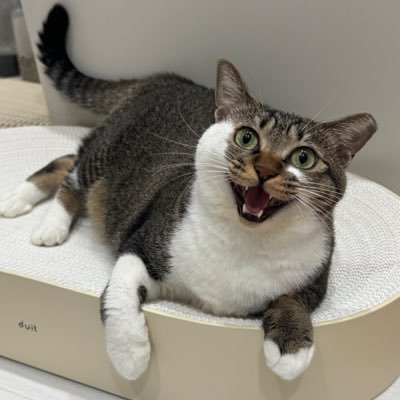 🐈: 1살반추정(23.11월초생) 💉종합백신 3차 + 백혈병 2차 접종 완료 입양신청링크https://t.co/did34NWsFc