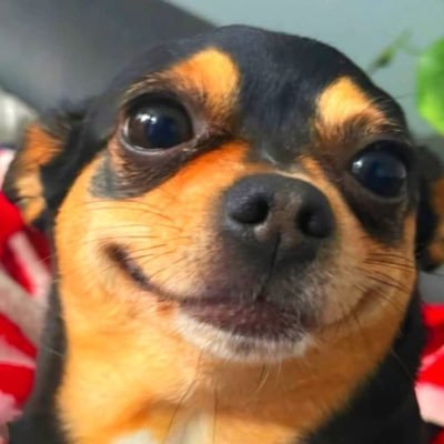 Coochie 👽さんのプロフィール画像