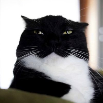 moojoshicrave's profile picture. @kuujoshi priv