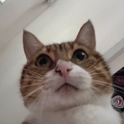J'aime les chats, J'aime les chats
J'aime les chaaaaaats
J'aime les chats, J'aime les chats
Ah Ah Ah Ah
J'aime les chats, J'aime les chats