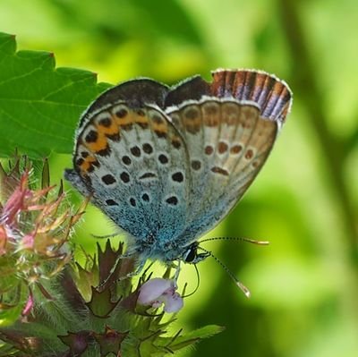 武蔵野大学の学生が集ってみんなでいろんな生き物を観察しませんか?
生き物詳しい方、初心者の方大歓迎です!
良ければ声をかけてください!
#身近な生き物観察
写真などの無断転載禁止