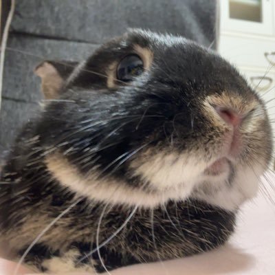 X6lMQy76l656926's profile picture. 都内成人済୨୧ イコラブ、楽天イーグルス୨୧ 取引用に作成୨୧ グッズ等すべて素人保管となりますのでご了承ください