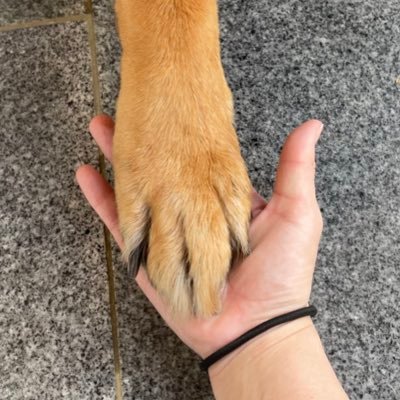 いヌさんのプロフィール画像