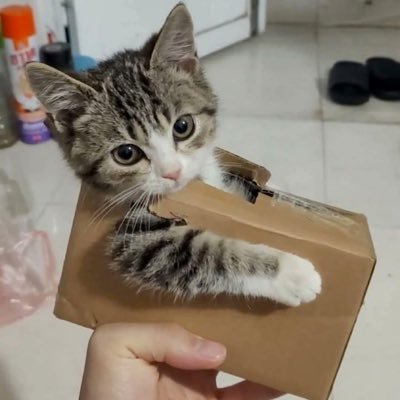 56568881i's profile picture. 