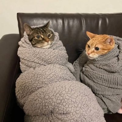 ImanX77's profile picture. برنامه‌نویس دور رنگ فالو شده توسط شاخ‌های توییتر