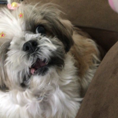 laulalalalau's profile picture. the ants weigh more than the elephants