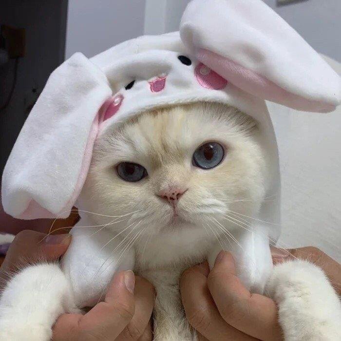 Stanley890914's profile picture.