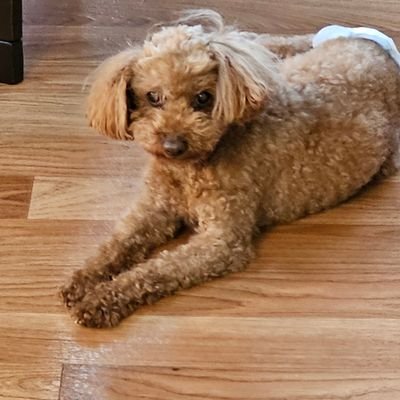 X再度使用してます。何回もロックがかかってしまったためです。ご迷惑をおかけします。アプリ、ポケGO2017/2/24からやってます。TL48でキラ交換で苦戦してます。37/50です。今通っているコンカフェは海月、零女、Heaven's Lost ハートオブハーツです。