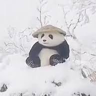 naitraididdy's profile picture. 