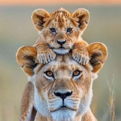 davut_baybas's profile picture. 