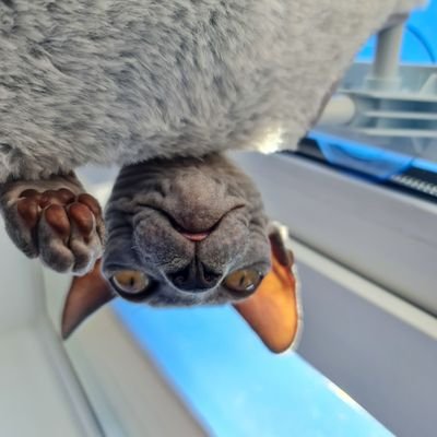 Котоконтент. Бессмысленный и беспощадный.
Жан и Поль. Лысые котеки.
