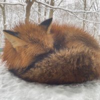 さいおうぶ (@btbbjltmh37781) 's Twitter Profile