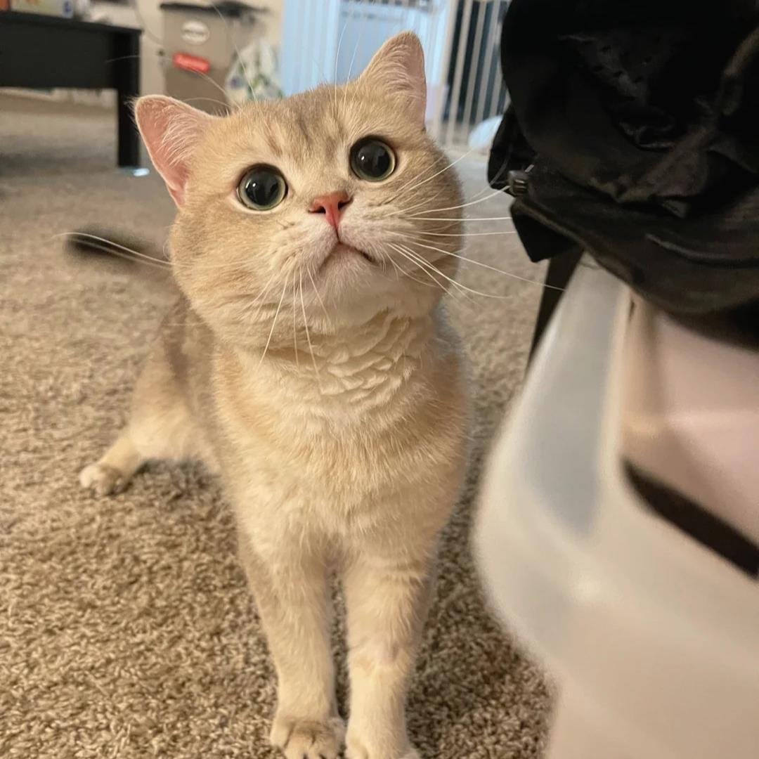 margaretorgel's profile picture. 