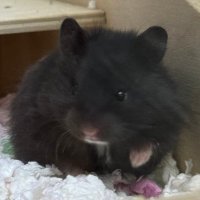 햄블랙이즈백 (@dark_hham_) 's Twitter Profile