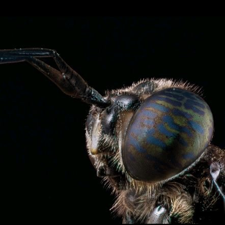 Chemical Ecologist | Insect Ethologist