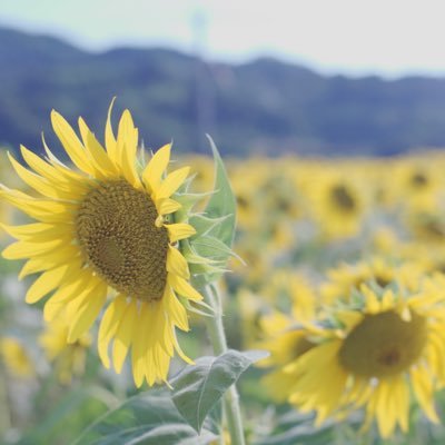 ha7_suiiii's profile picture. 家庭連合2世🌱誰かのためにお菓子作るのが好き🫶🏻カメラ好き🫶🏻📸看護師やってます✋🏻\🍏/