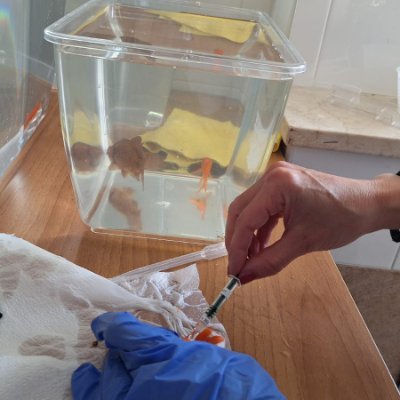 Researcher in Environment Science explores the effects of pharmaceuticals and other emerging contaminants on the marine environment and their human health.