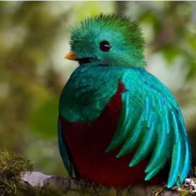 香害は公害。綺麗な空気で生活したいです。全ての動物が大好きです。鳥さんLOVE 見る専です。無言フォロー失礼します。