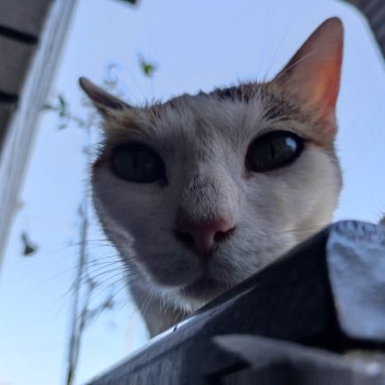 IKURA8888888's profile picture. ウリボー歴１５年です