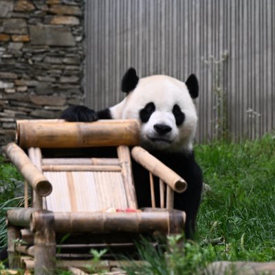 Where pandas are that's where I'll be #xiaoqiji #xinxin #yangyang #lunlun #xinbao #yunchuan #qingbao #baoli #hehua #heye 🇺🇸🇲🇽🇨🇳🇭🇰🇰🇷