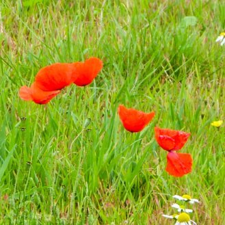 Walker of Norfolk & Suffolk's green lanes and byways. A follower of ancestral roots.
Writes as Crispina Kemp @crispinakemp1