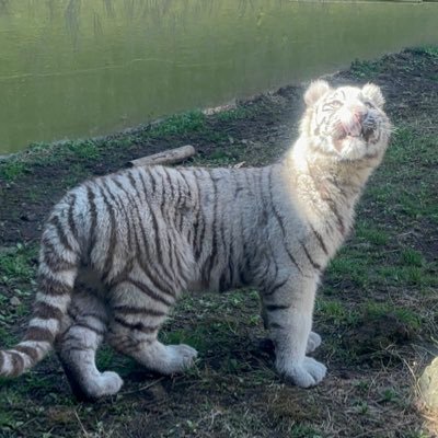 papapa804's profile picture. 好きなこと気になったことをつらつらと。雑多アカ。主に動物と野球。カワウソ＆トラ好き。アニキンのシロップファミリーとZOOMOのピューマファミリー、ズーラシアのヤブイヌ推し。 野球はトラじゃなくてスワローズ🐧無言フォロー失礼します☺️