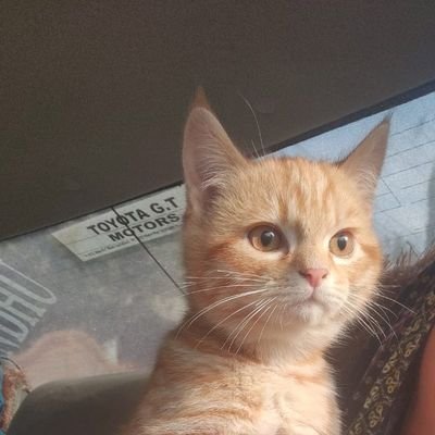 am_MarAa's profile picture. #FreePalestine🇵🇸