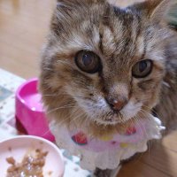 愛と幸福を置く猫- A three-year record of a former stray