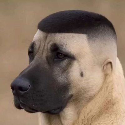 @LorenzoGomes380