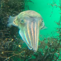 悲しそうな顔の病理烏賊 (@squid_no_natsu) 's Twitter Profile Photo