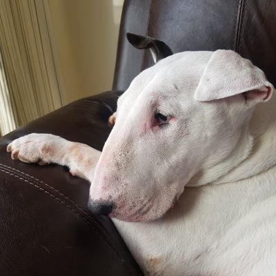 Database Fixer. Chess addict. Liverpool FC, Bull Terriers, Shelltoes, Spiders & Shark lover. Huge fan of @comtruise. It's going to be a lot of fun.