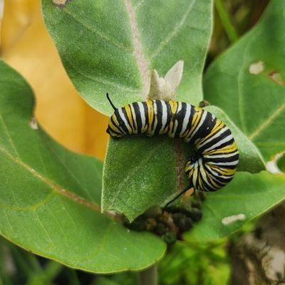 ModernOffGrid's profile picture. 