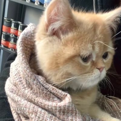 Meow! I’m Sukkar 🐾 Tiny cat with 4 lives left, trapped in Gaza. Purring through fear, posting with hope. Ko-fi below 💌