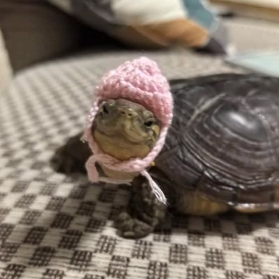 mywomaz's profile picture. Free Palestine //
🩺