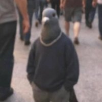 Pigeon Pete (@pigeonpete67) 's Twitter Profile
